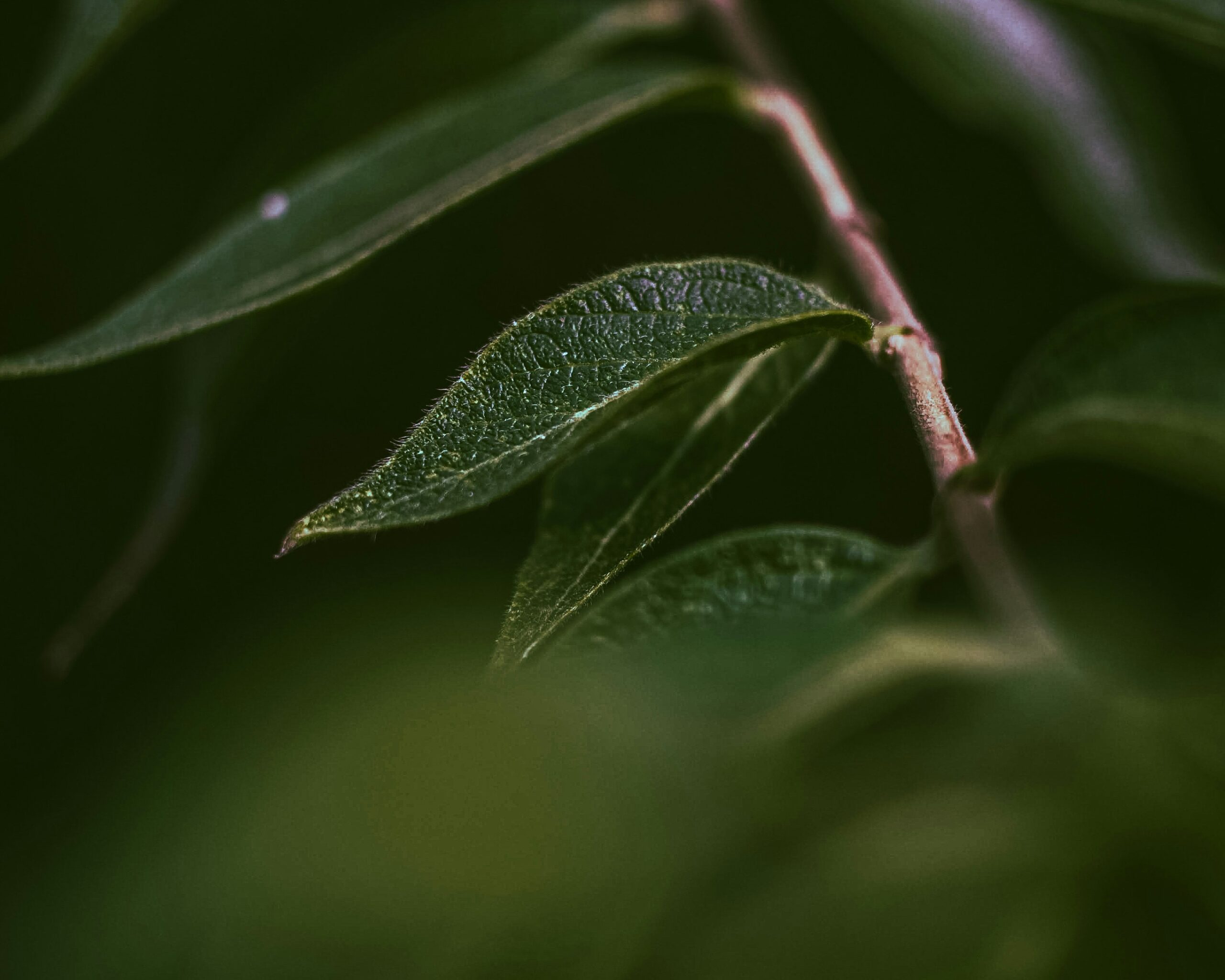 The Benefits of Lyposingrass: Why It's Taking the Health World by Storm